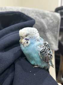 Found Budgerigar