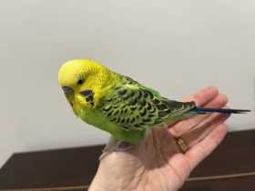 Found Budgerigar