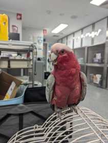 Found Galah Cockatoo