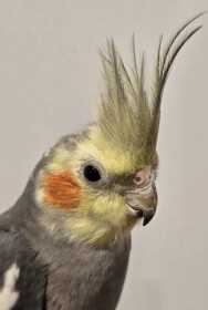 Found Cockatiel