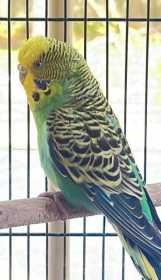 Found Budgerigar