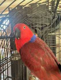 Found Eclectus