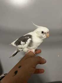 Found Cockatiel