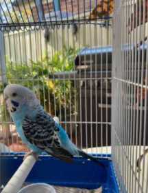 Found Budgerigar