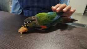 Found Conure