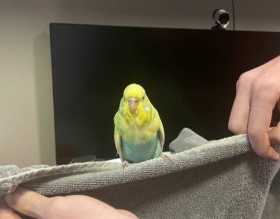 Found Budgerigar