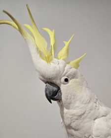 Found Cockatoo