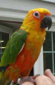 Lost Conure