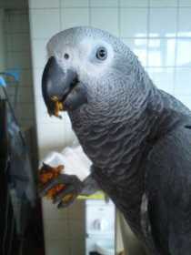 Lost African Grey