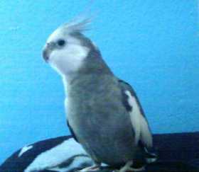 Lost Cockatiel