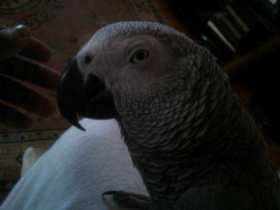 Lost African Grey