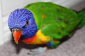 Lost Lory / Lorikeet