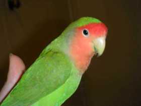 Lost Lovebird