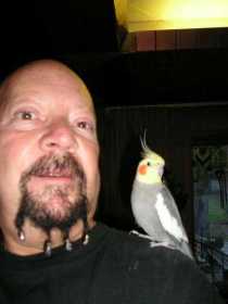 Lost Cockatiel