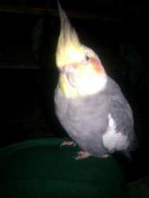 Lost Cockatiel