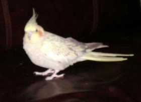 Lost Cockatiel