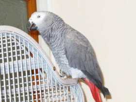 Lost African Grey