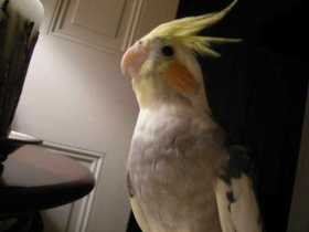 Lost Cockatiel