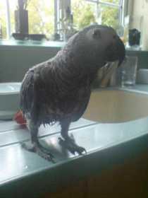 Lost African Grey