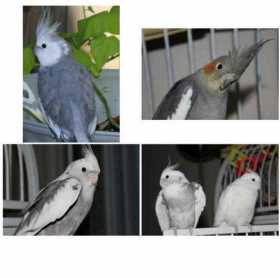 Lost Cockatiel