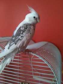 Lost Cockatiel