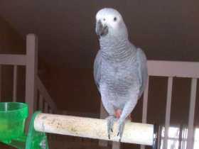 Lost African Grey