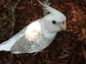 Lost Cockatiel