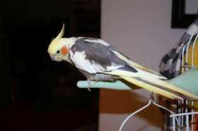 Lost Cockatiel