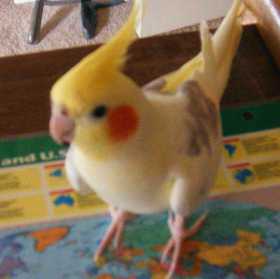 Lost Cockatiel