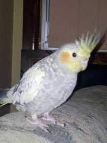 Lost Cockatiel