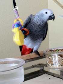 Lost African Grey