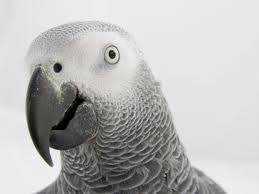 Lost African Grey