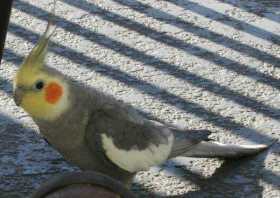 Lost Cockatiel