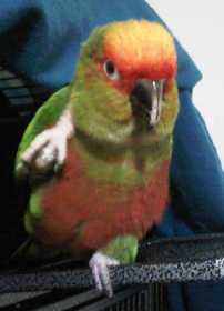 Lost Conure