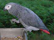 Lost African Grey