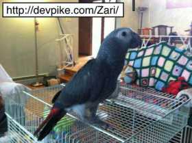 Lost African Grey