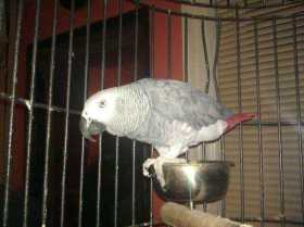 Lost African Grey