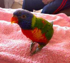 Lost Lory / Lorikeet