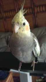 Lost Cockatiel