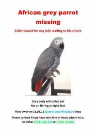 Lost African Grey