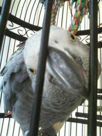 Lost African Grey