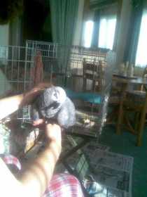 Lost African Grey