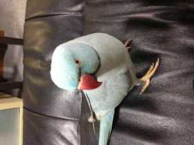 Lost Indian Ringneck Parakeet