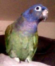 Lost Pionus