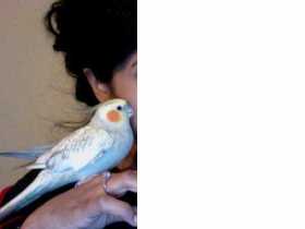 Lost Cockatiel