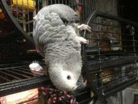 Lost African Grey