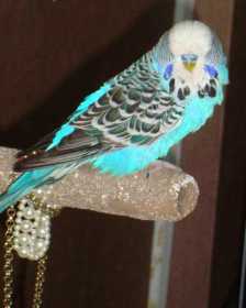 Lost Budgerigar