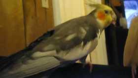 Lost Cockatiel