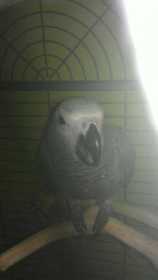 Lost African Grey