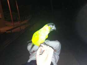 Lost Conure